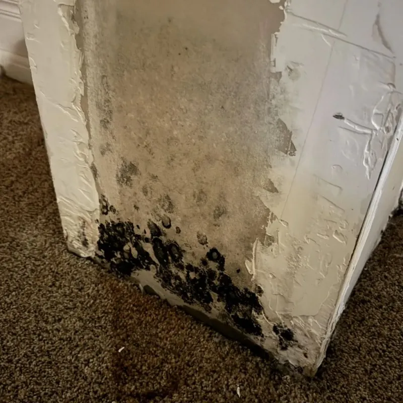 Professional Mold Removal in Burns Flat, OK